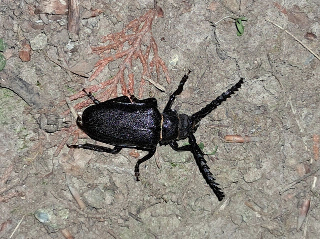 Prionus coriarius - csőszcincér