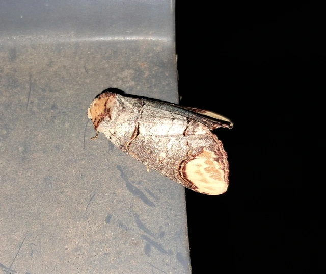 Phalera bucephala - sárgafoltos púposszövő