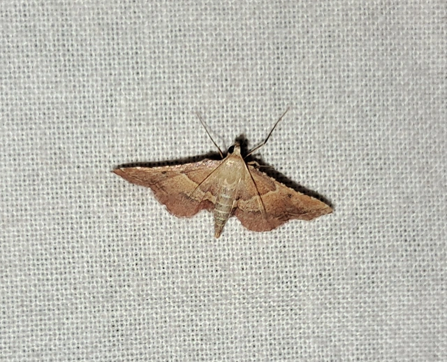 Endotricha flammealis - tüzesszárnyú fényilonca
