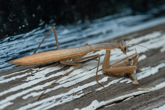 Mantis religiosa - imádkozósáska