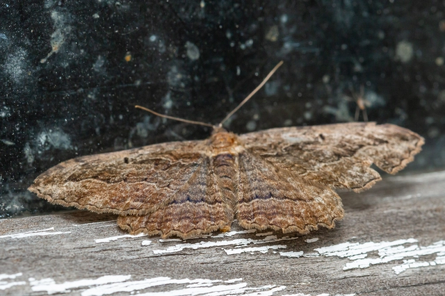 Philereme transversata - varjútövis-araszoló