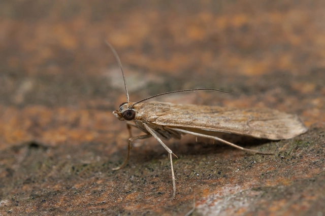 Nomophila noctuella - közönséges vándormoly
