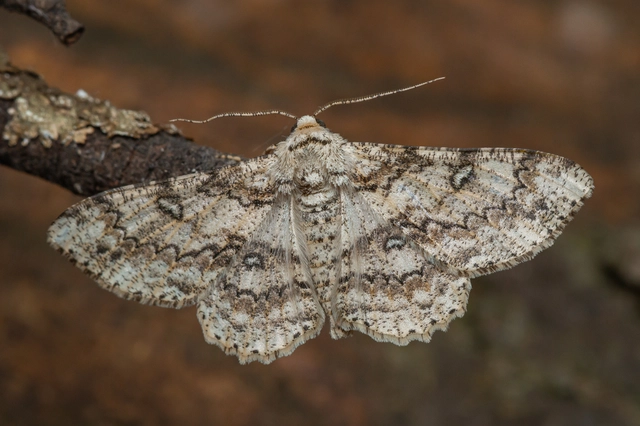 Ascotis selenaria - holdas faaraszoló