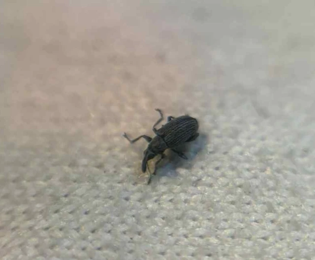 Squamapion flavimanum - kis menta-cickányormányos