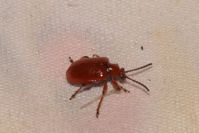 Lilioceris merdigera - hagymabogár Lilioceris merdigera - hagymabogár