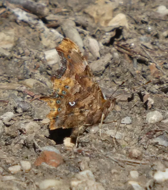 Nymphalis c-album - C-betűs lepke