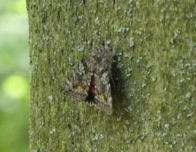 tölgyfa-övesbagoly - Catocala sponsa