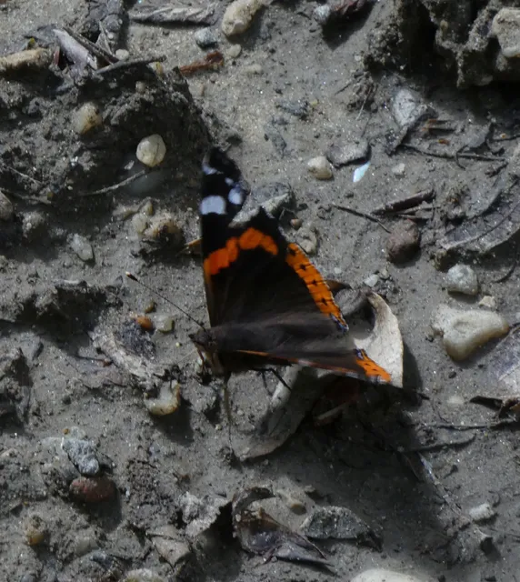 Vanessa atalanta - atalantalepke