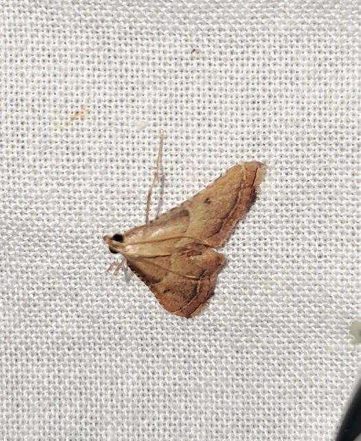 Endotricha flammealis - tüzesszárnyú fényilonca