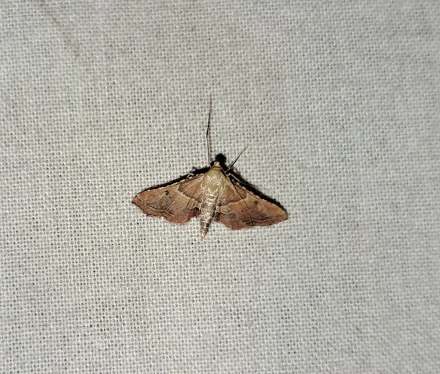 Endotricha flammealis - tüzesszárnyú fényilonca