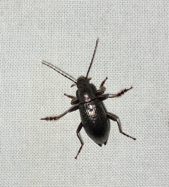 Stenomax aeneus - bronzos gyászbogár