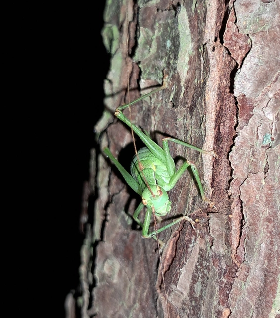 Barbitistes constrictus - északi málnaszöcske