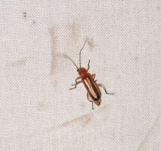 Rhagonycha fulva - feketevégű lágybogár