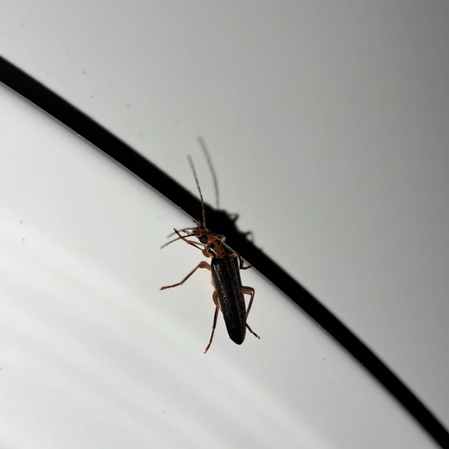 Nacerdes carniolica - karnóliai álcincér