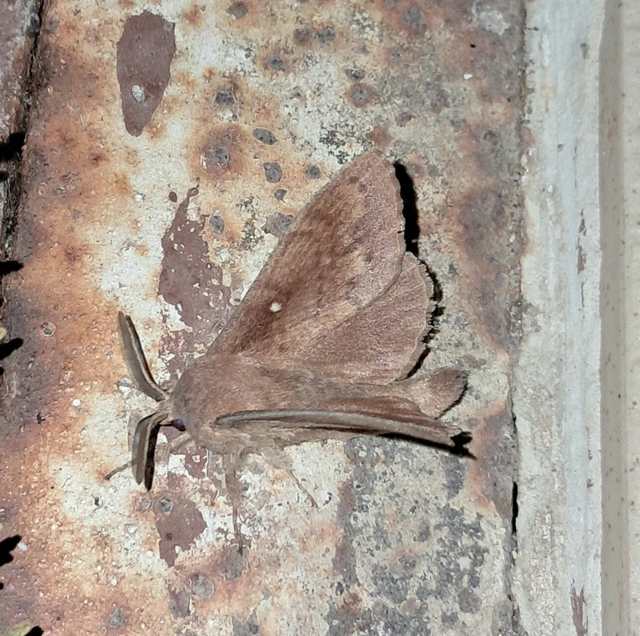 Dendrolimus pini - fenyőpohók