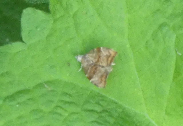 füge-levélmoly - Choreutis nemorana