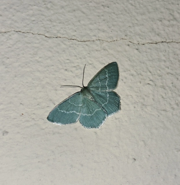 Chlorissa cloraria - sárgászöld araszoló