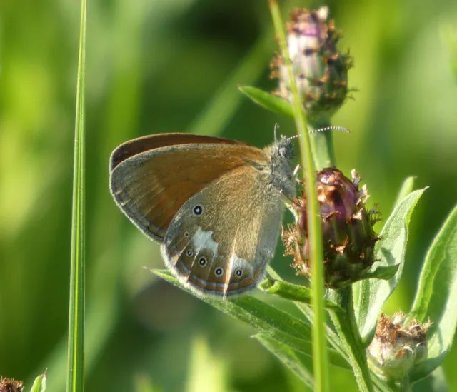 Coenonympha glycerion - közönséges szénalepke