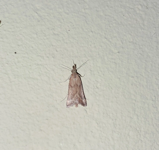 Synaphe punctalis - hosszúlábú fényilonca