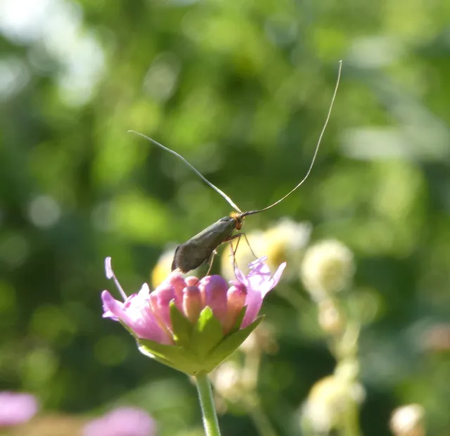 fémszínű tőrösmoly - Nemophora metallica