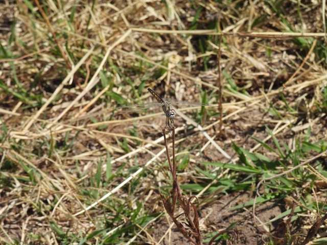Selysiothemis nigra - vándor árnyszitakötő