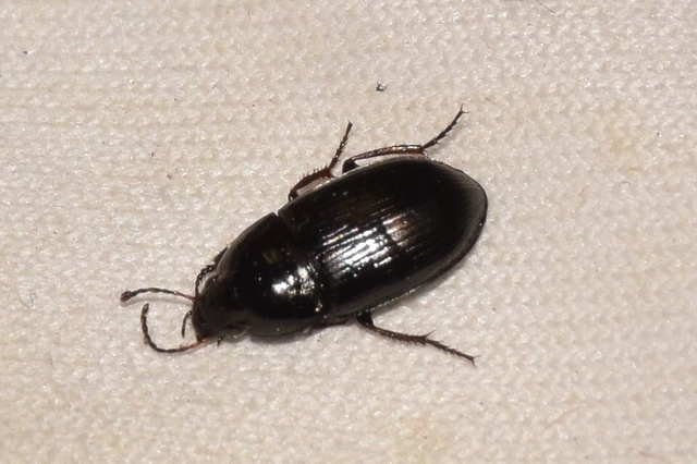 Amara Amara