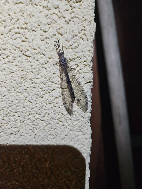 Distoleon tetragrammicus - négyfoltos hangyaleső