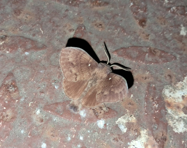 Dendrolimus pini - fenyőpohók