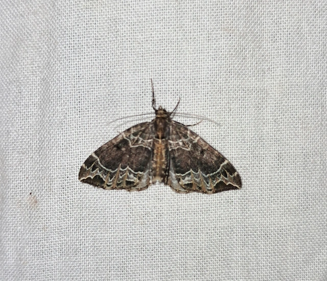 Ecliptopera silaceata - barna tarkaaraszoló