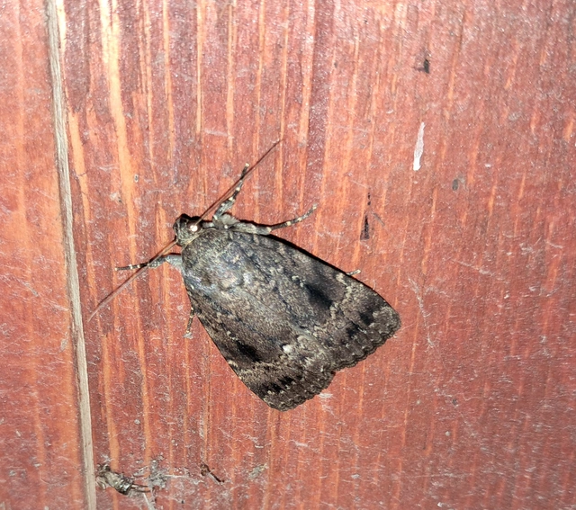 Amphipyra berbera/pyramidea