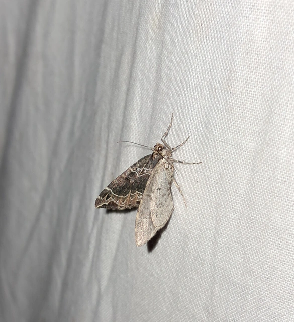 Ecliptopera silaceata - barna tarkaaraszoló