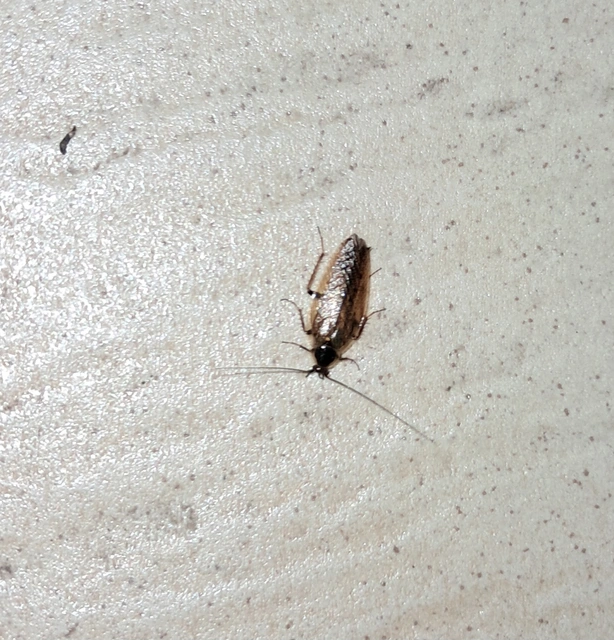 Blattodea - Csótányok