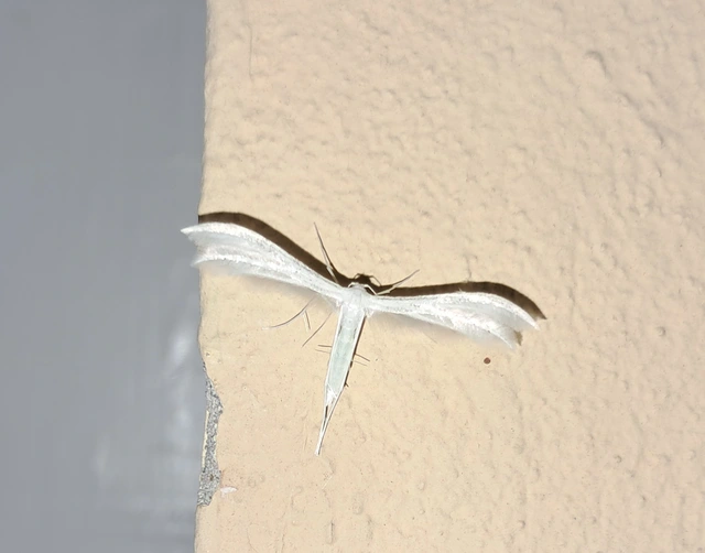 fehér tollasmoly - Pterophorus pentadactyla