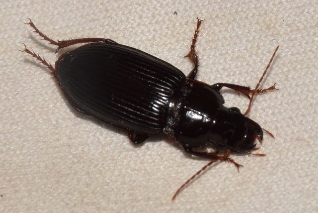 Harpalus calceatus - csupasz selymesfutó