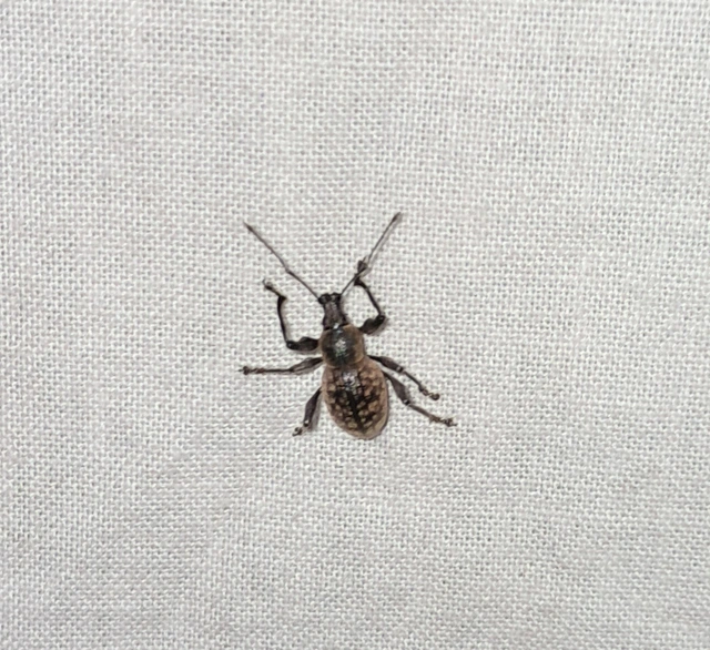 Otiorhynchus multipunctatus - sokpontos gyalogormányos