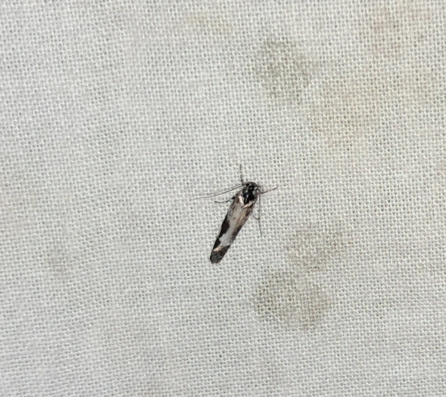 Ethmia quadrillella - gyászos feketemoly