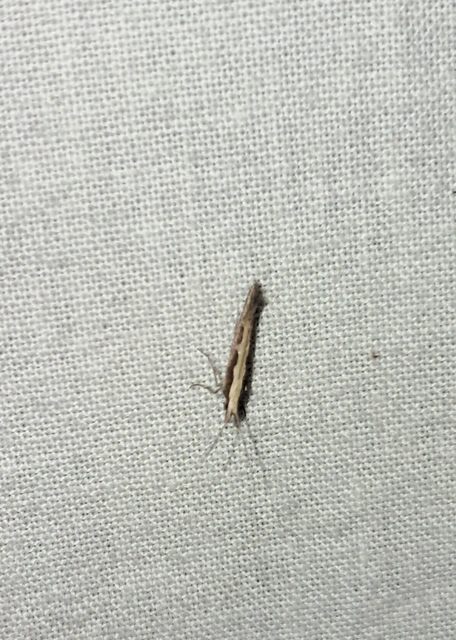 Plutella xylostella - káposztamoly