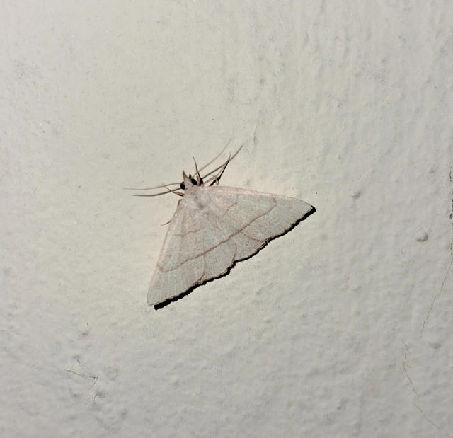 Paracolax tristalis - sárgás karcsúbagoly