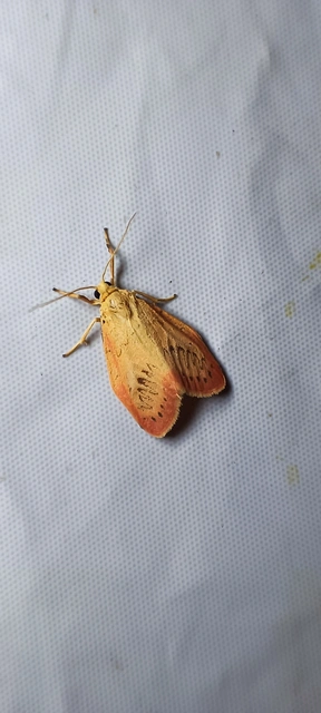 Miltochrista miniata - piros medvelepke