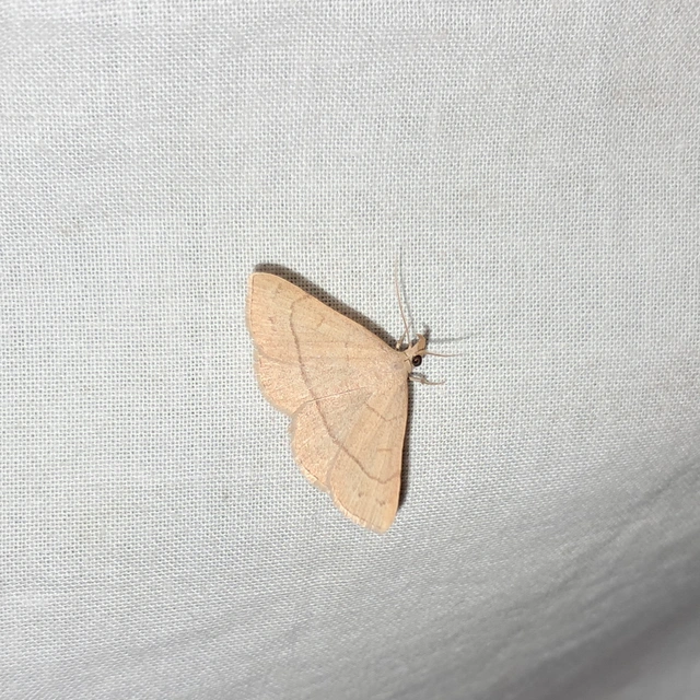 Paracolax tristalis - sárgás karcsúbagoly
