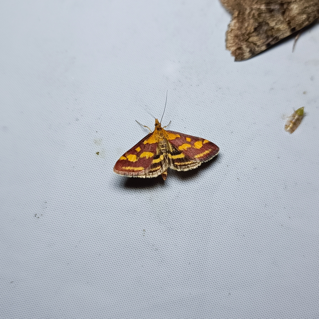 Pyrausta purpuralis - közönséges bíbormoly