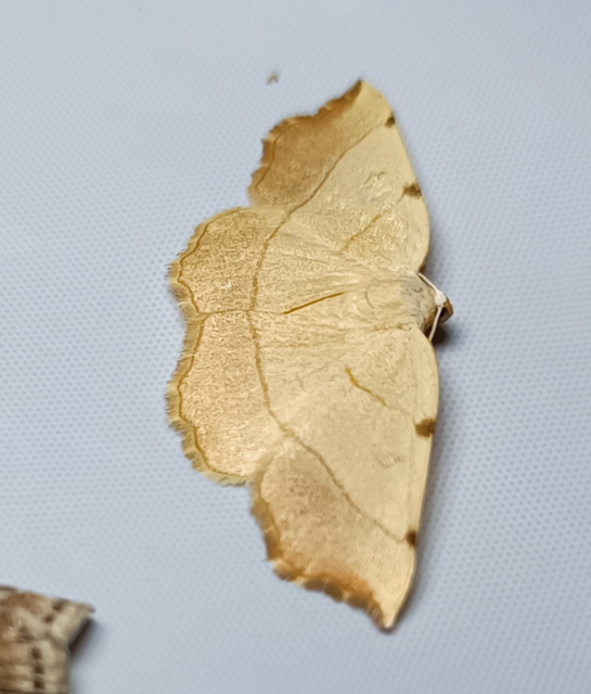 Eilicrinia trinotata - háromjegyű araszoló