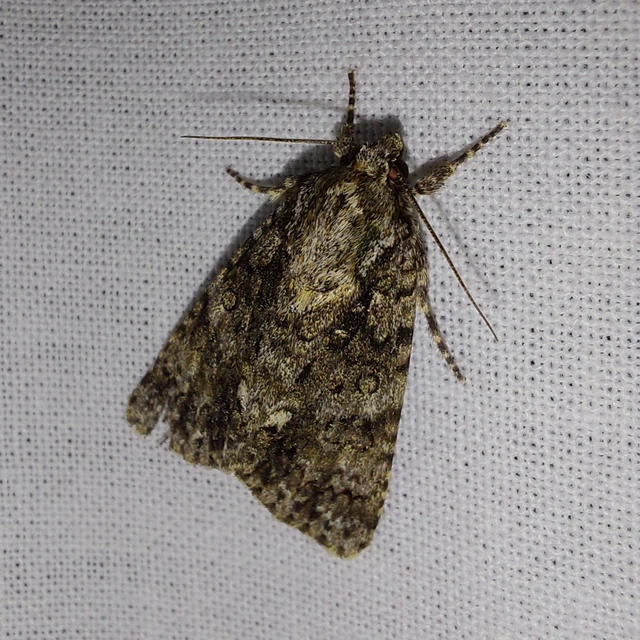 Acronicta rumicis - sóska-szigonyosbagoly