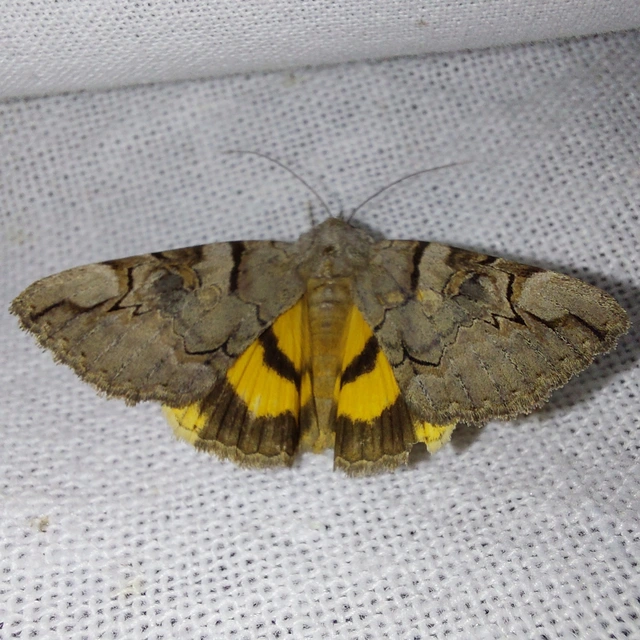 Catocala hymenaea - kökény-övesbagoly