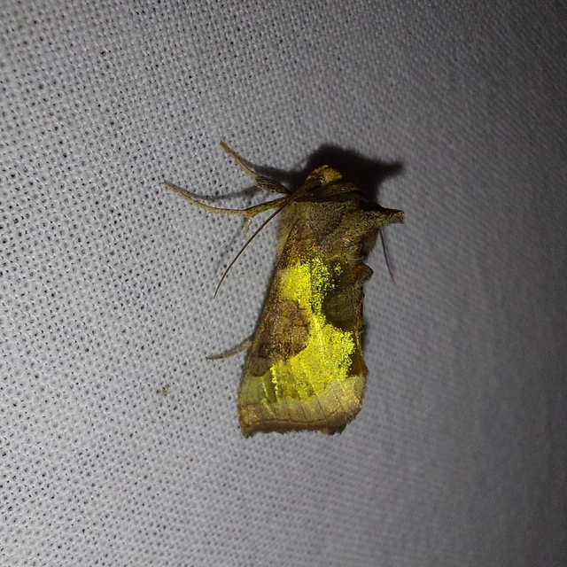 Diachrysia chrysitis - aranybagoly
