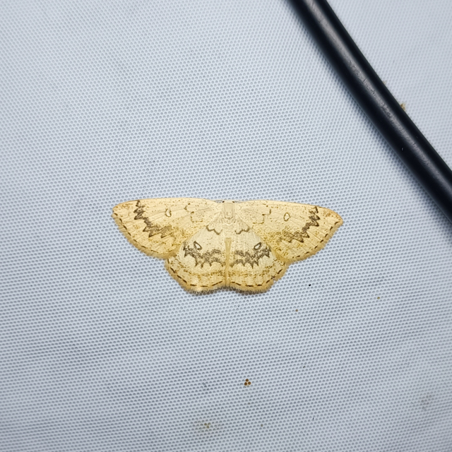 Cyclophora annularia - gyűrűs pettyesaraszoló