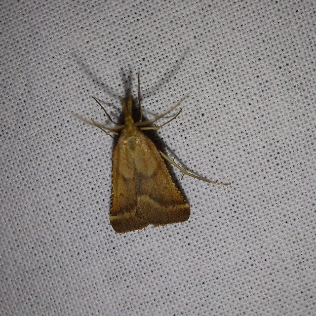 Synaphe punctalis - hosszúlábú fényilonca