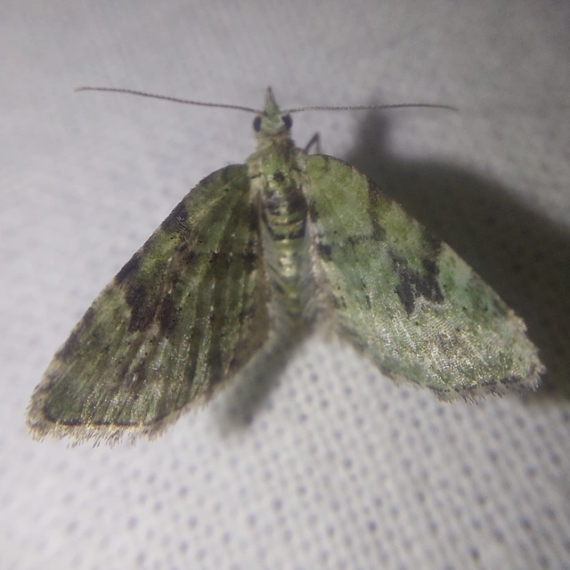 Chloroclystis v-ata - zöldes törpearaszoló