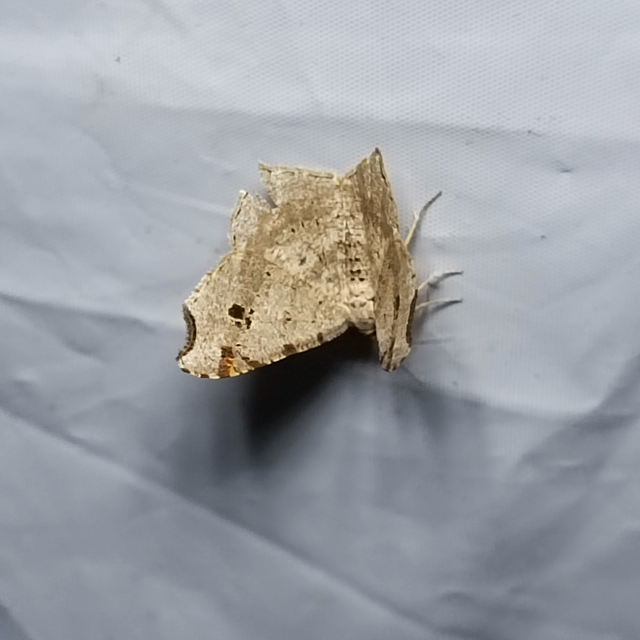 Macaria alternata - közönséges szürkearaszoló