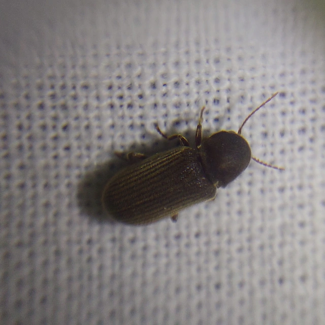 Ptinidae - tolvajbogarak